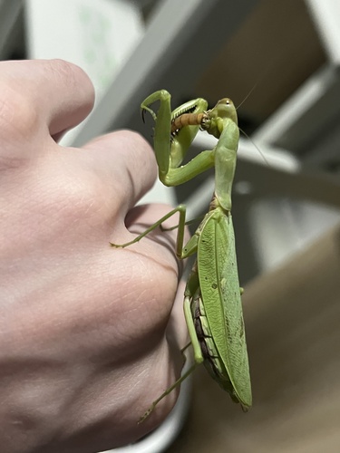 Giant Asian Mantis