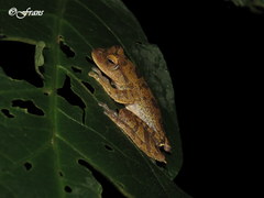 Rhacophorus margaritifer