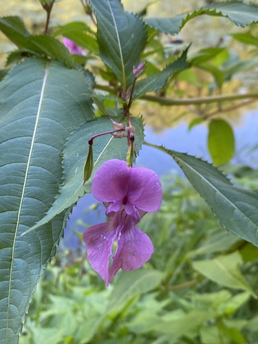 Himalayan balsam