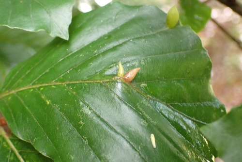 Beech Gall Midge, Soesterberg, Nationaal Militair Museum, 3768 MX Soest, Nederland, photo 10 of 10