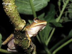 Rhacophorus margaritifer