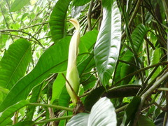 Pleiostachya pruinosa