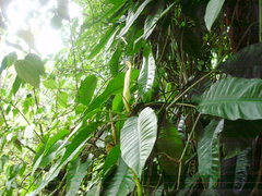 Pleiostachya pruinosa