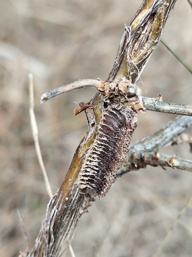 Mediterranean Mantis