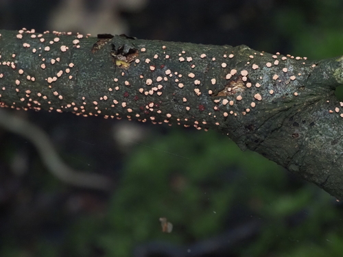 Coral Spot