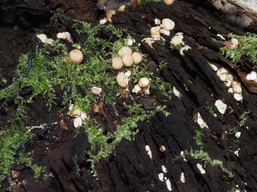 Pear-shaped Puffball