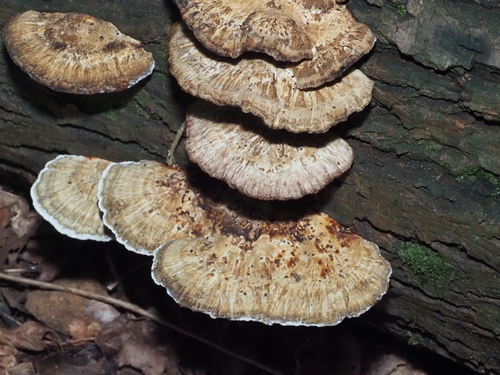 Thin-walled Maze Polypore