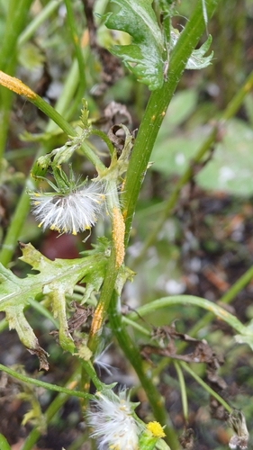Groundsel crown rust