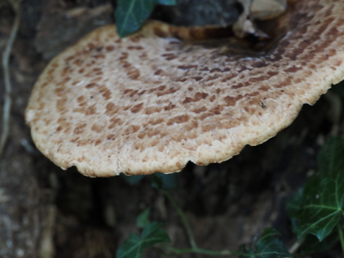 Dryad's Saddle
