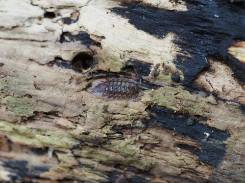 Common Shiny Woodlouse