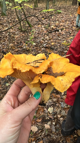Golden Chanterelle