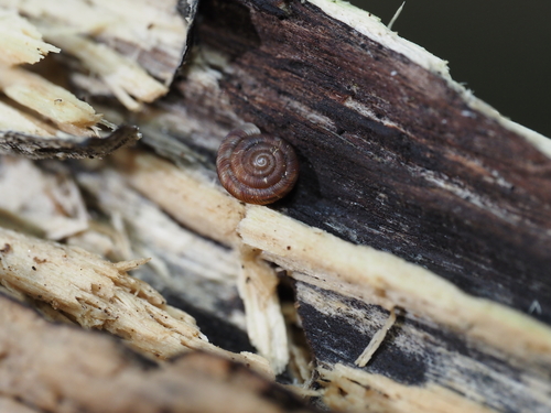 Rounded Snail