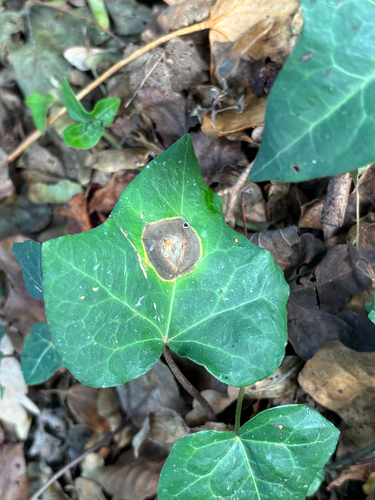 Phoma observed 2026-10-08