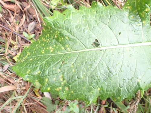 Puccinia cnici-oleracei, 2026-10-11
