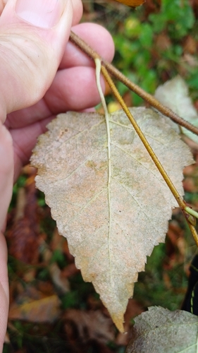 Phyllactinia betulae