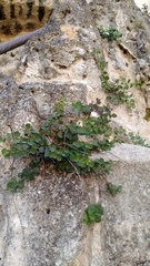 Capparis