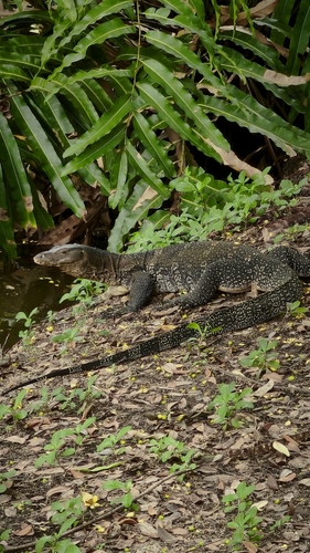 Common Water Monitor
