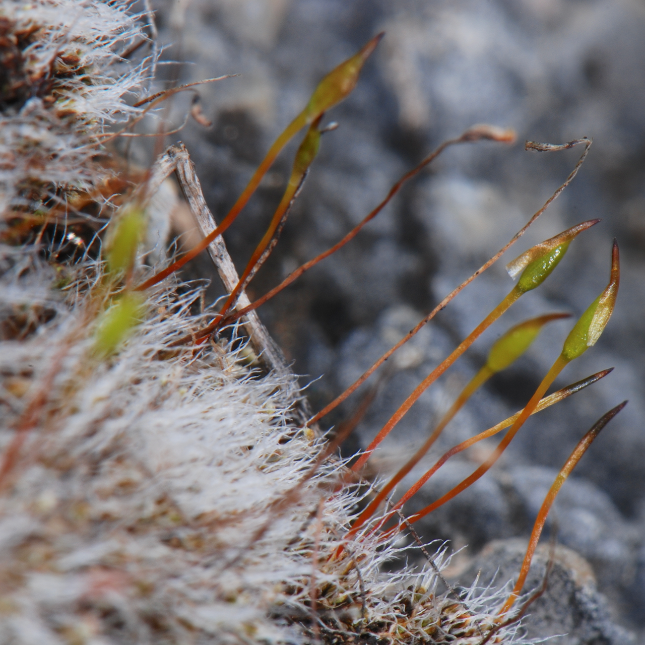 Crossidium