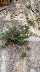 Capparis