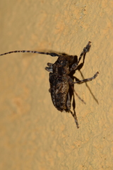 Acanthoderini