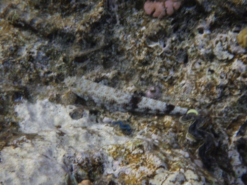 Saurida gracilis observed 2026-10-10