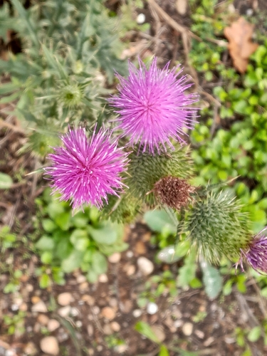 Bull Thistle