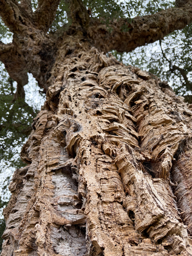 cork oak