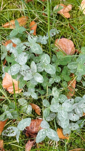 Clover Powdery Mildew