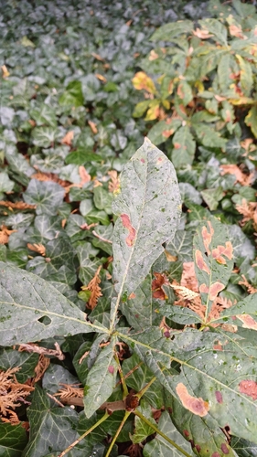 Horse-Chestnut Powdery Mildew