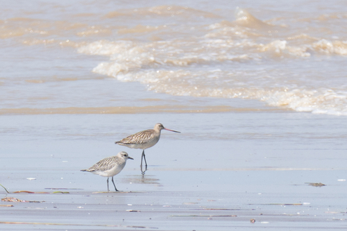 Bar-tailed Godwit
