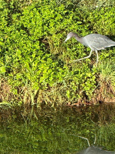 Little Blue Heron