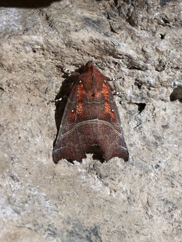 Herald Moth