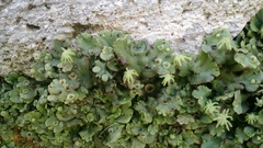 Marchantia polymorpha ruderalis