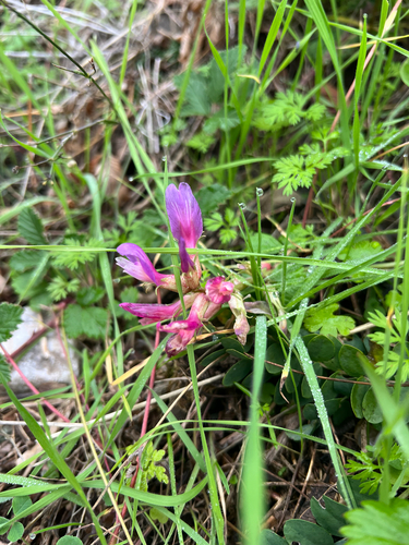 Montpellier Milkvetch