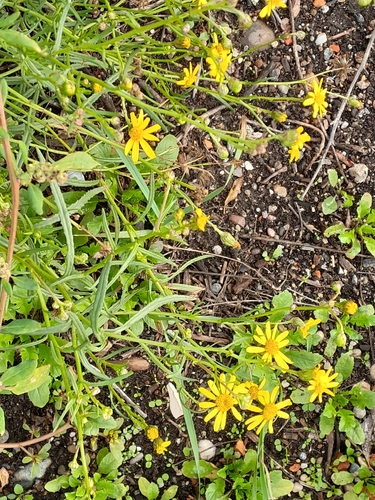 Narrow-leaved Ragwort