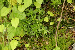 Moehringia macrophylla