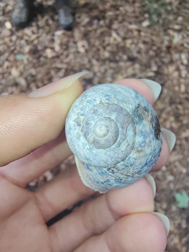 Garden Snail