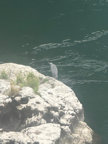 Grey Heron