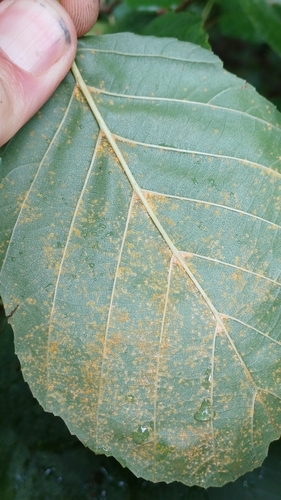 Melampsoridium hiratsukanum