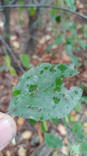 Erysiphe friesii observed 2026-10-11