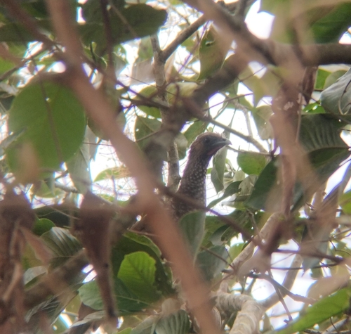 Speckled Chachalaca (Parana)
