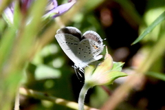 Cupido amyntula