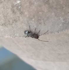 Psenocerus supernotatus