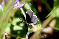 Cupido amyntula