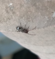 Psenocerus supernotatus