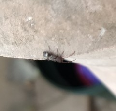 Psenocerus supernotatus