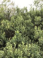 Myrica