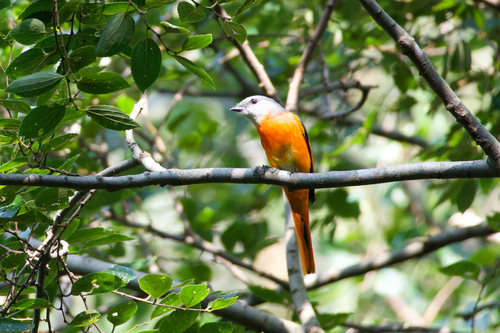 Gray-chinned Minivet