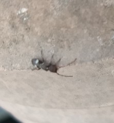 Psenocerus supernotatus