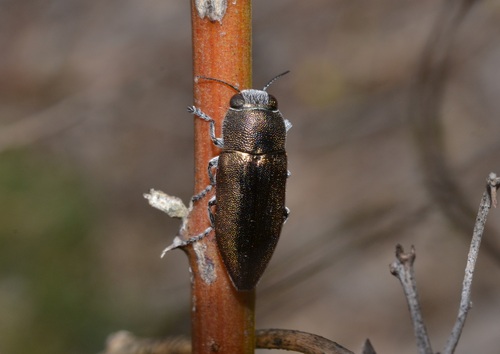 Melobasis uniformis